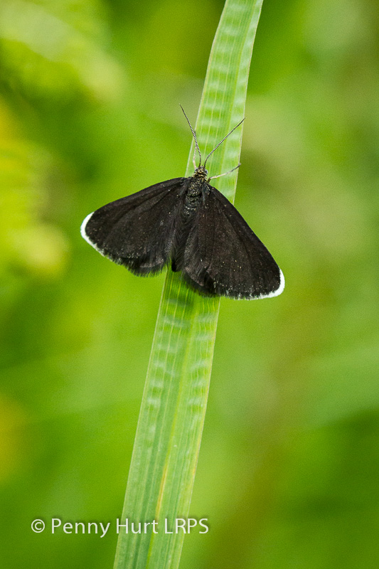 Chimney Sweeper Moth (Odezia atrata)