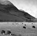 Herdwicks in The Lake District