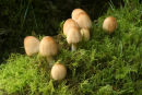 Bonnet Mycena (Mycena galericulata)