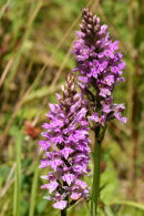 Common Spotted Orchid