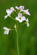 Cuckoo Flower