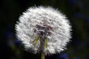 Dandelion (seed head)