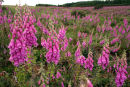 Foxgloves at Dreghorn