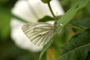 Green-veined White butterfly