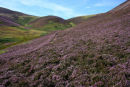 Heather, Old Kirk Road