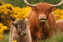 Highland Cow and Calf