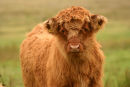 Highland calf