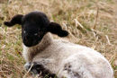 Lamb