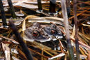 Pair of mating toads