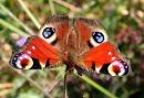 Peacock butterfly