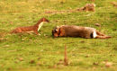 Stoat and rabbit