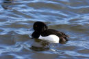 Tufted duck