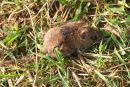 Wood mouse