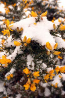 Snow on gorse flowers