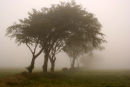 Trees in the mist