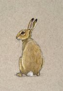 Little Hare