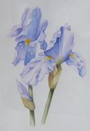 Iris (Sold)
