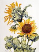 Sunflowers (not for sale)