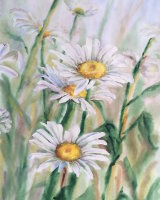 Wild Daisies