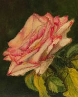 The Little Rose <font color="red">•</font>