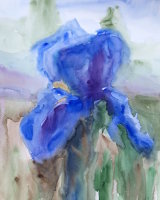 Iris From Hampton Court Gardens <font color="red">•</font>