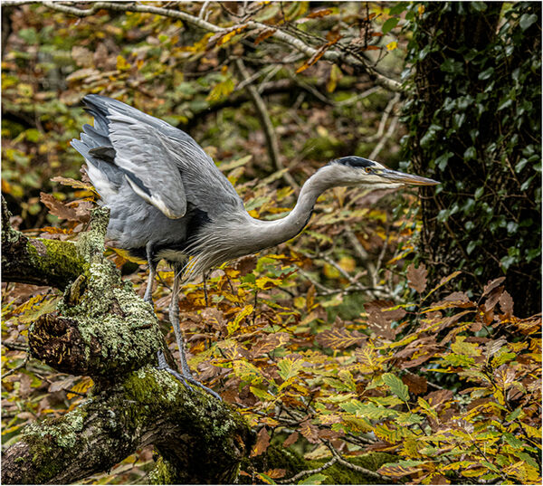 Fish Lookout