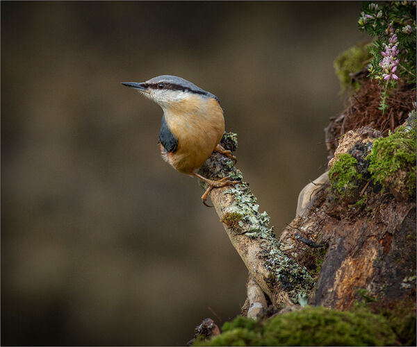 Nuthatch