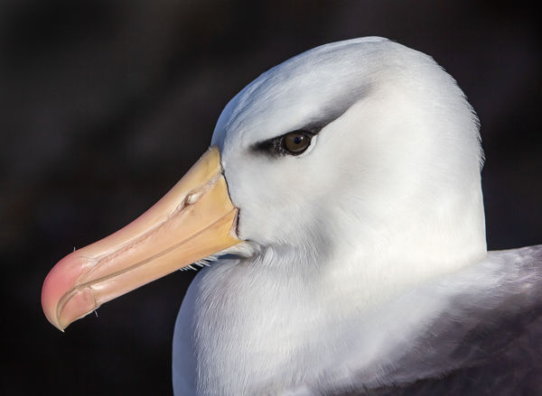1st - Black browed albatross