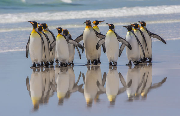 1st - King penguin beach party