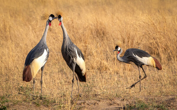 Crowned crane gossip