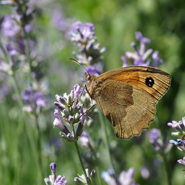 Meadow Brown (Score 10)