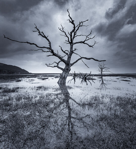 Lone tree reflected