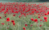 3rd= DPI-Poppy Field