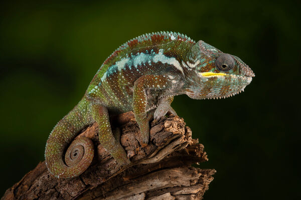 Panther Chameleon