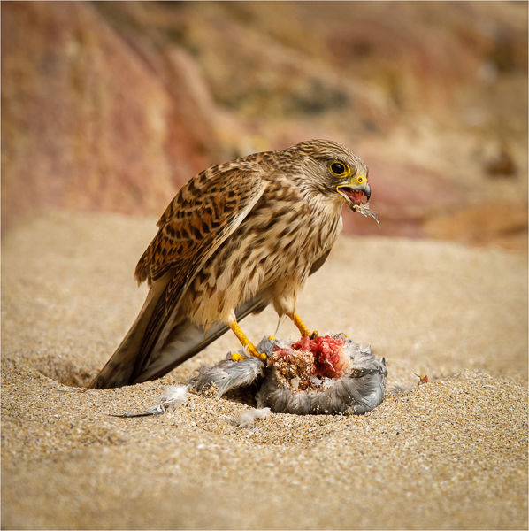 2nd - Pigeon for lunch