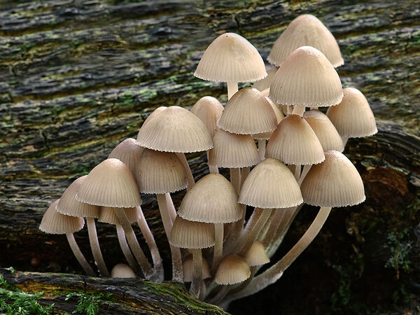 07 Mycena Arcangeliana (23)