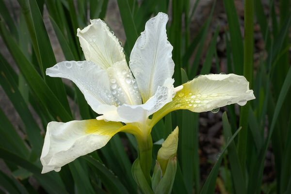 Iris Sibirica