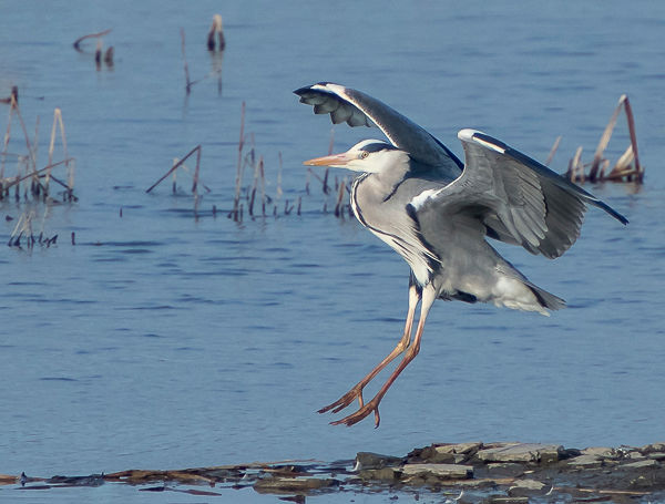 Heron Landing - Score 12
