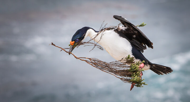 Imperial shag with nesting material