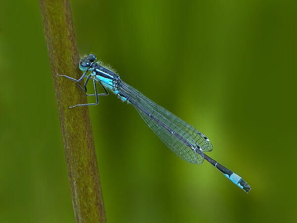 09 BlueTailed Damselfly (19)