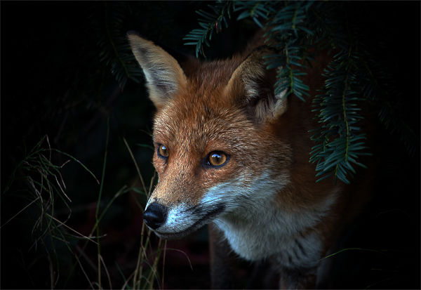 Portrait of a fox cub - Score 14
