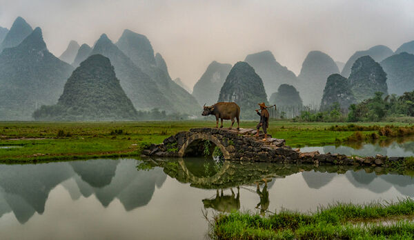 Farmer With Water Buffalo
