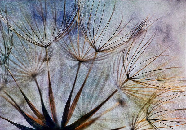 HC Print - Seedhead
