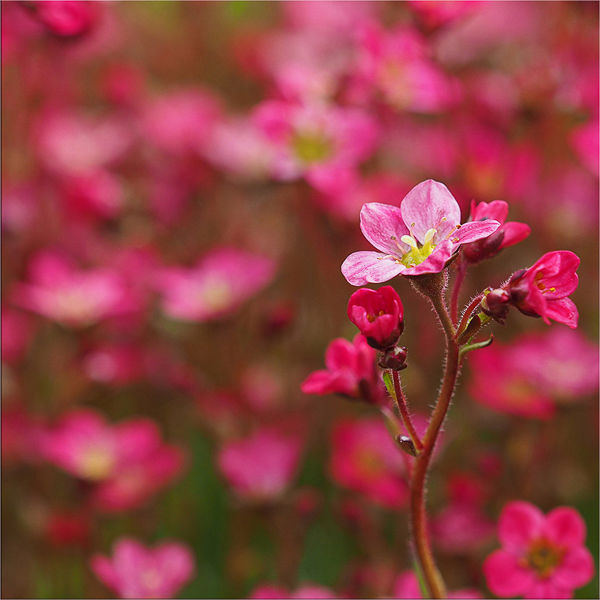 3rd= Saxifrage