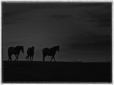 3rd Place Round 4 - Dark Horses