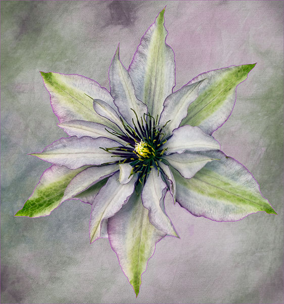 Clematis (Score 9)