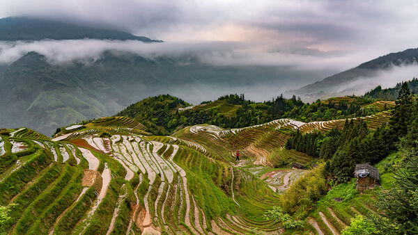 Seven Star With Moon Rice Terraces Longji