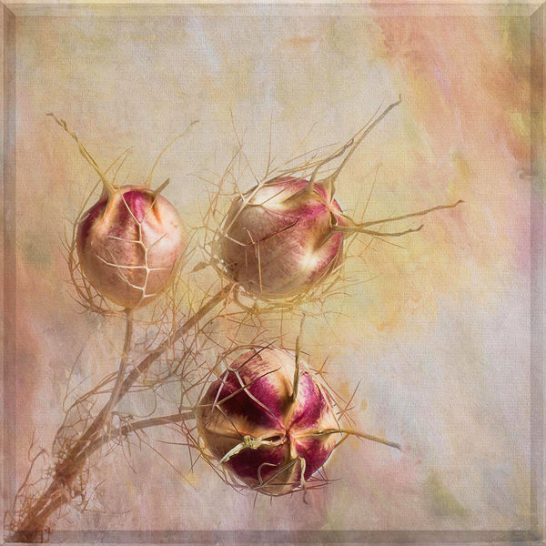 Seedheads-Score 12