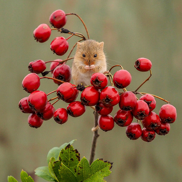 3rd= Harvest Mouse