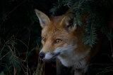 4th Place Round 2 - Portrait of a fox cub